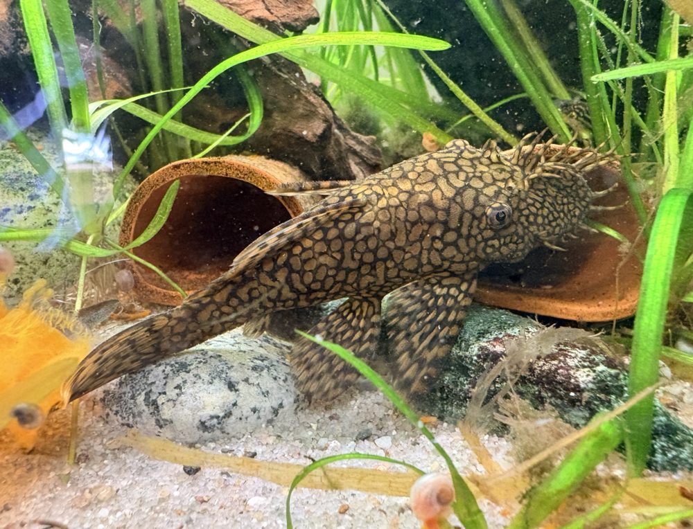 Ancistrus (Ancistrus sp.)