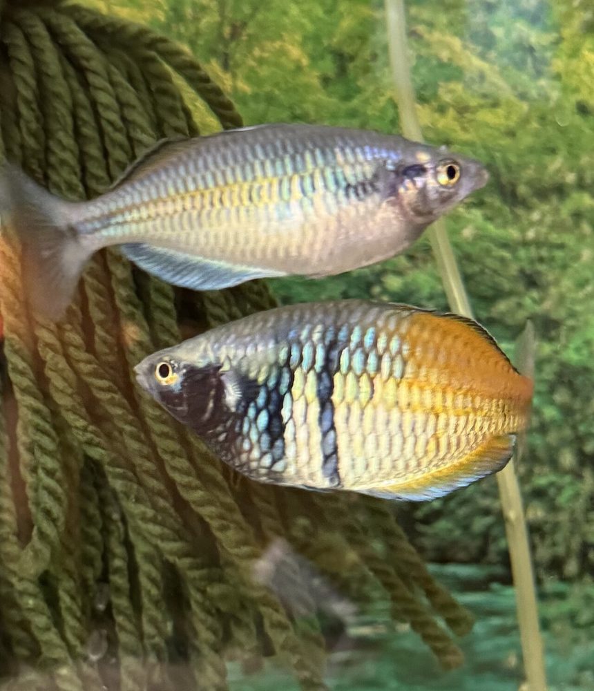 Pez arcoíris de Boeseman (Melanotaenia boesemani)