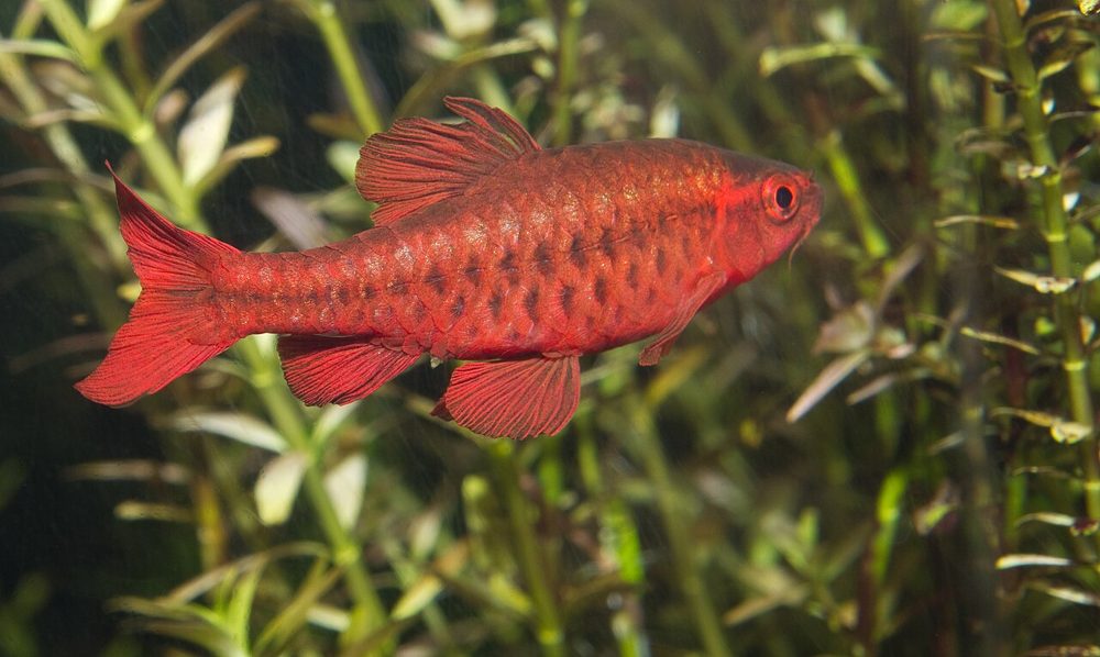 Barbus cerise (Puntius titteya)
