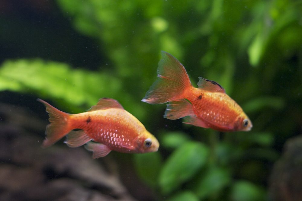 Barbus rosé (Pethia conchonius)