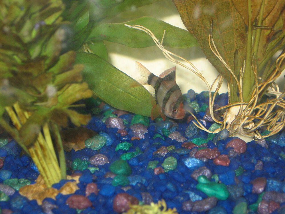 Barbo de Sumatra (Puntigrus tetrazona)