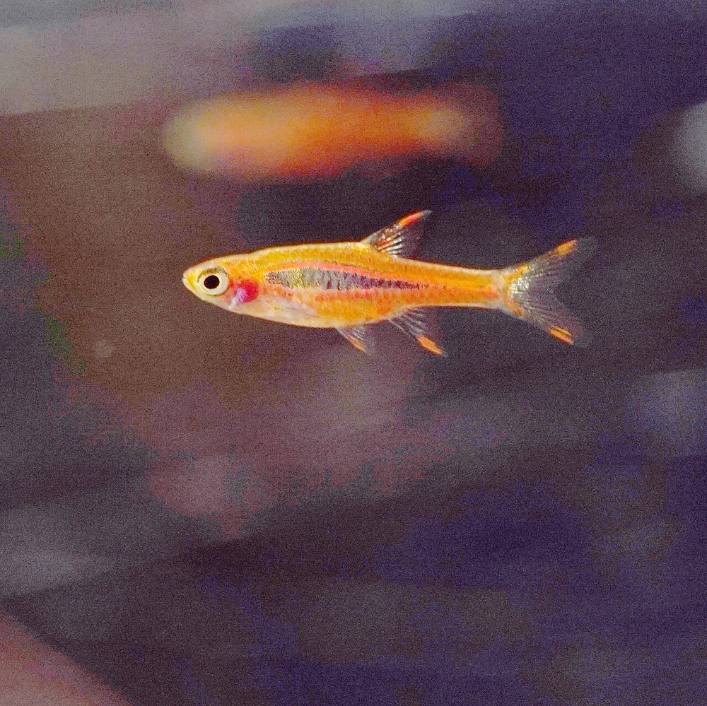 Boraras brigittae (Boraras brigittae)