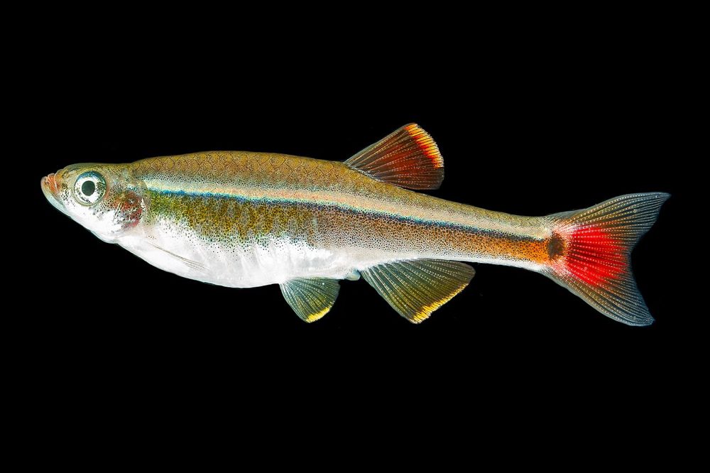 Cardinal de Chine (Tanichthys albonubes)