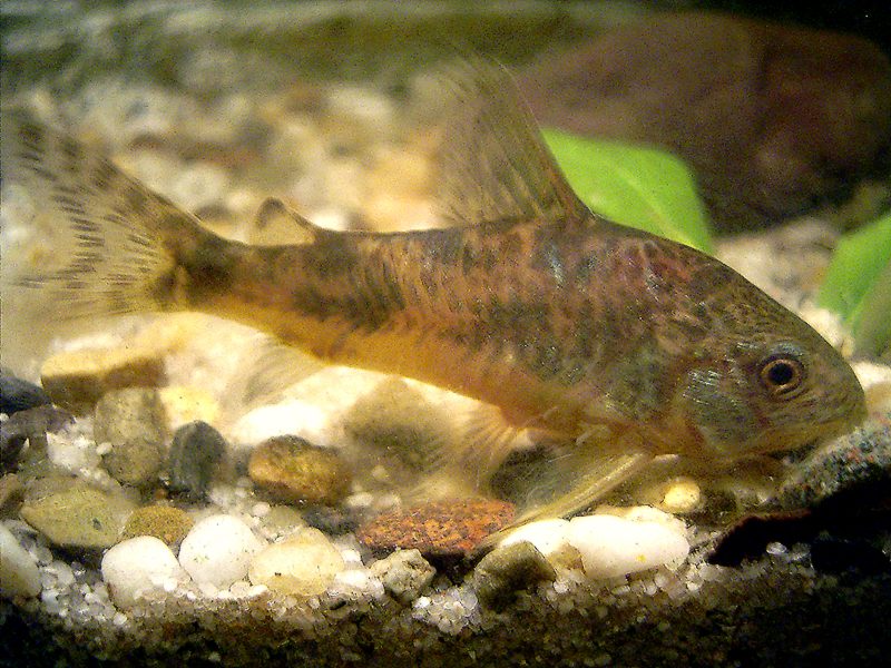 Corydoras poivré (Corydoras paleatus)