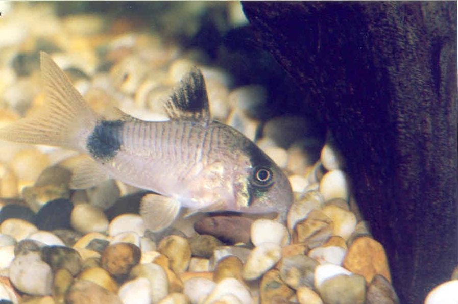 Corydora panda (Corydoras panda)