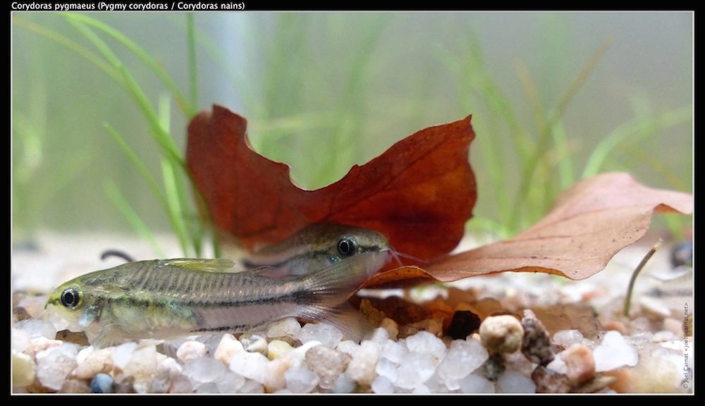 Corydoras pygmée (Corydoras pygmaeus)