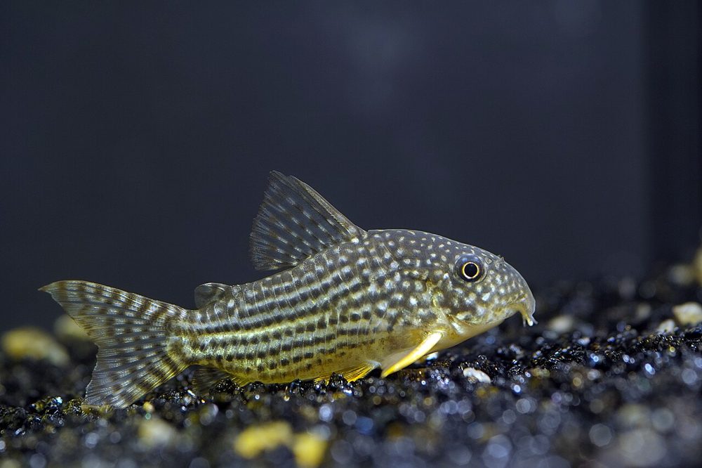 Corydora de Sterba (Corydoras sterbai)