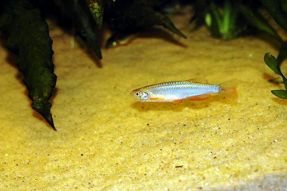 Danio perla (Danio albolineatus)