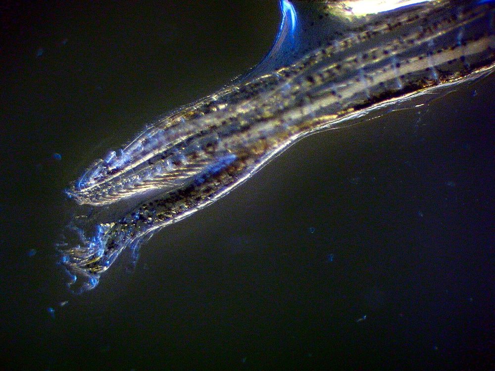 Endler (Poecilia wingei)