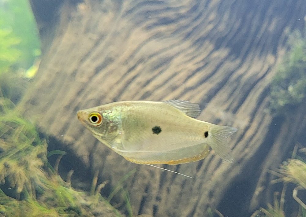 Gurami azul (Trichopodus trichopterus)