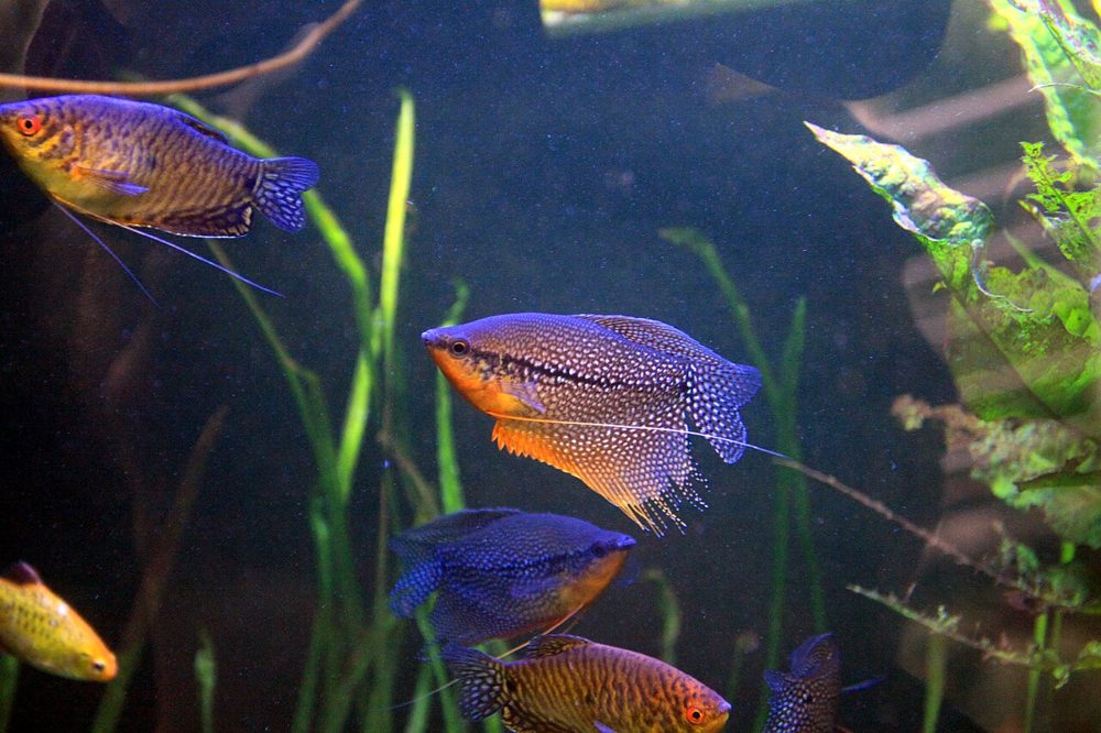 Gourami perlé (Trichopodus leerii)
