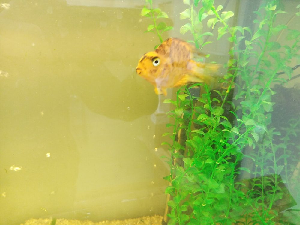 Kribensis (Pelvicachromis pulcher)