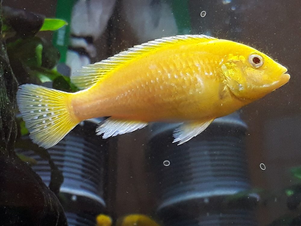 Labidochromis caeruleus (jaune) (Labidochromis caeruleus)