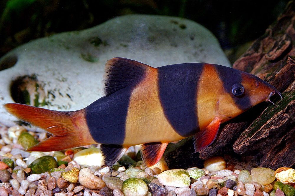 Locha payaso (Chromobotia macracanthus)