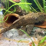 Ancistrus