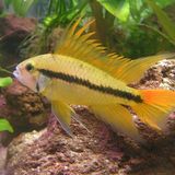 Apistogramma cacatuoides