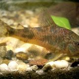 Corydoras poivré