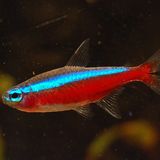 Néon cardinalis