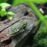 Otocinclus