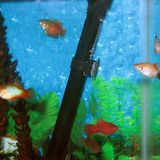 Platy