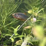 Rasbora galaxy