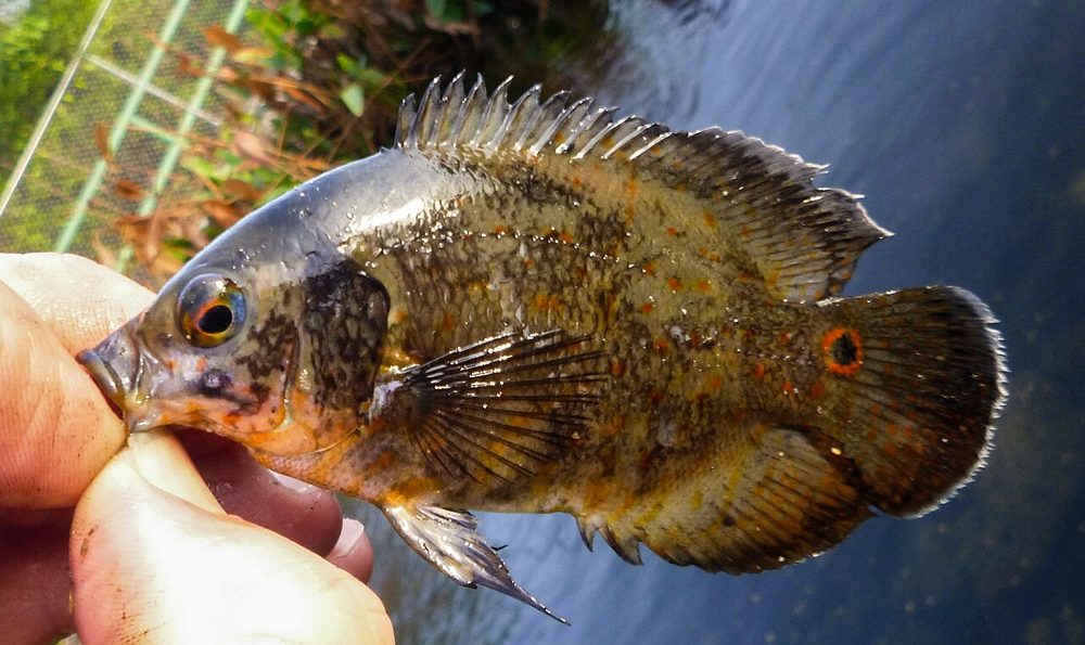 Oscar (Astronotus ocellatus)