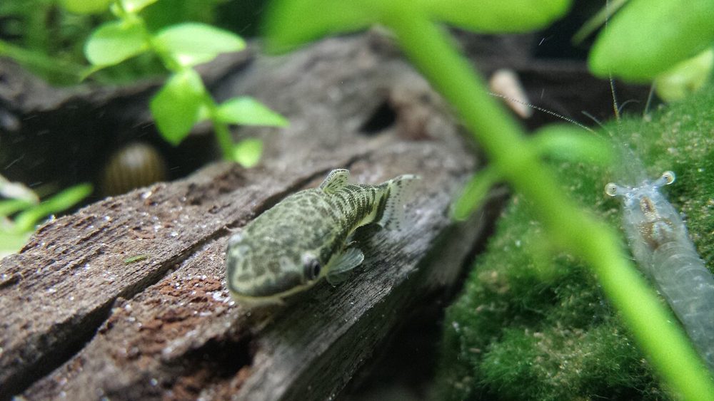 Otocinclus (Otocinclus spp.)