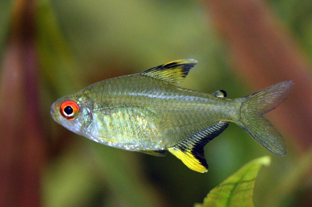 Tetra limón (Hyphessobrycon pulchripinnis)