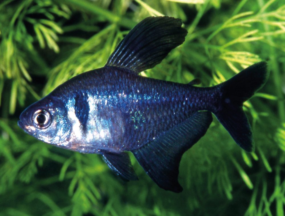 Tetra fantasma negro (Hyphessobrycon megalopterus)