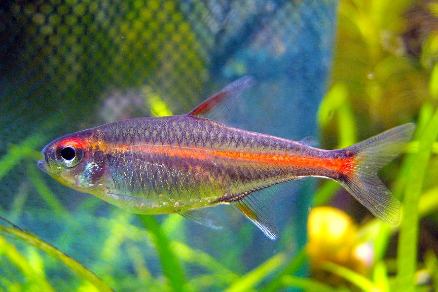 Tétra lumineux (Hemigrammus erythrozonus)