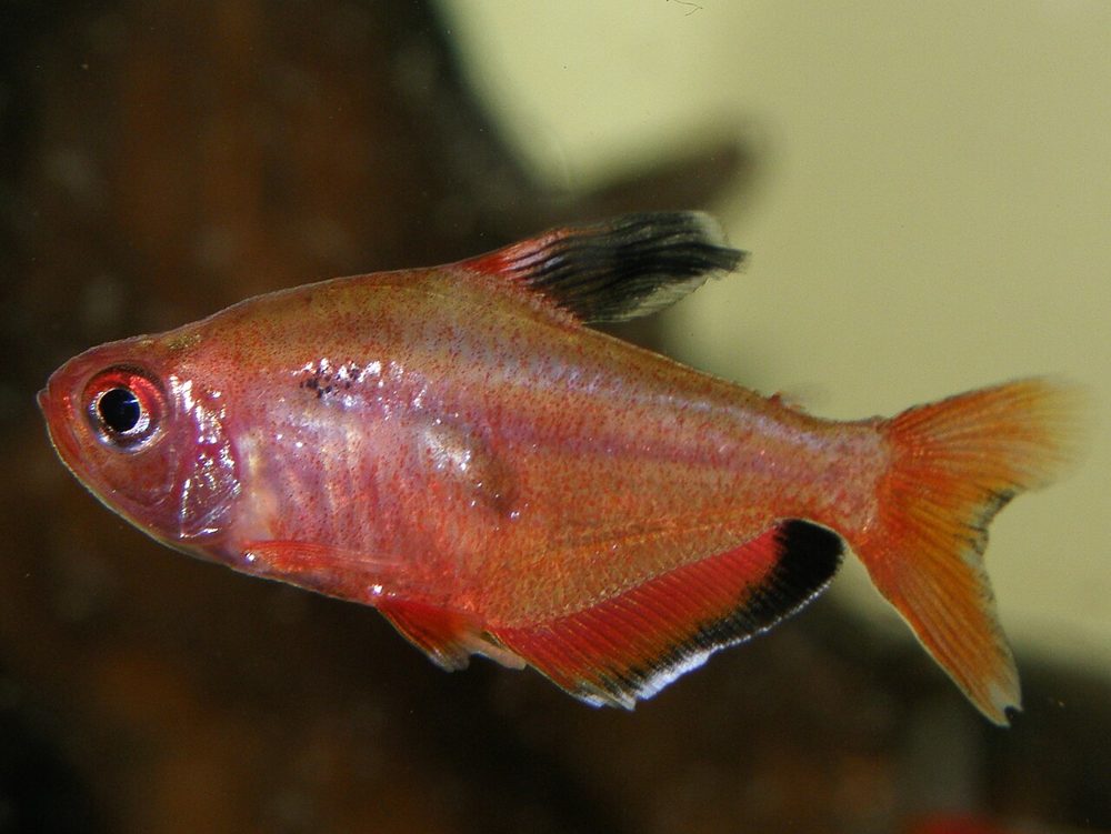 Tetra serpae (Hyphessobrycon eques)