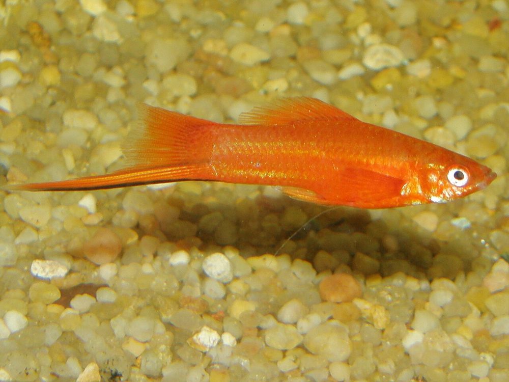 Xipho (porte-épée) (Xiphophorus hellerii)
